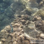Perhentian Islands snorkeling