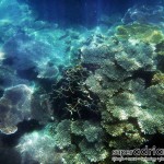 Perhentian Islands snorkel