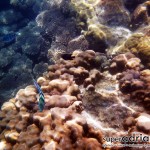 Perhentian Islands snorkel