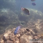 Perhentian Islands snorkel