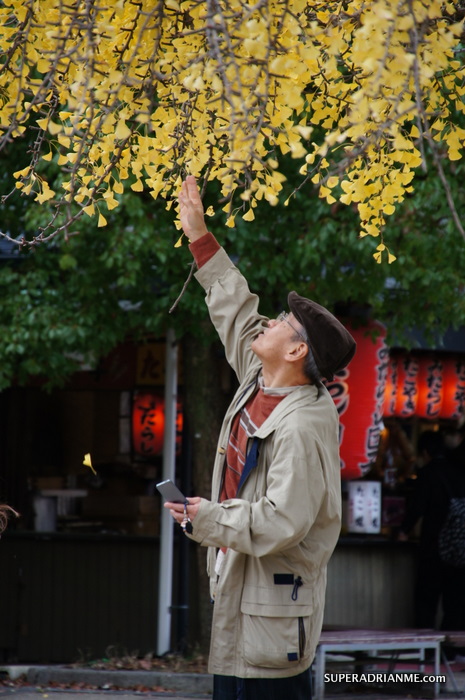 Japanese man plucking leaves at Osaka Castle in Osaka Japan