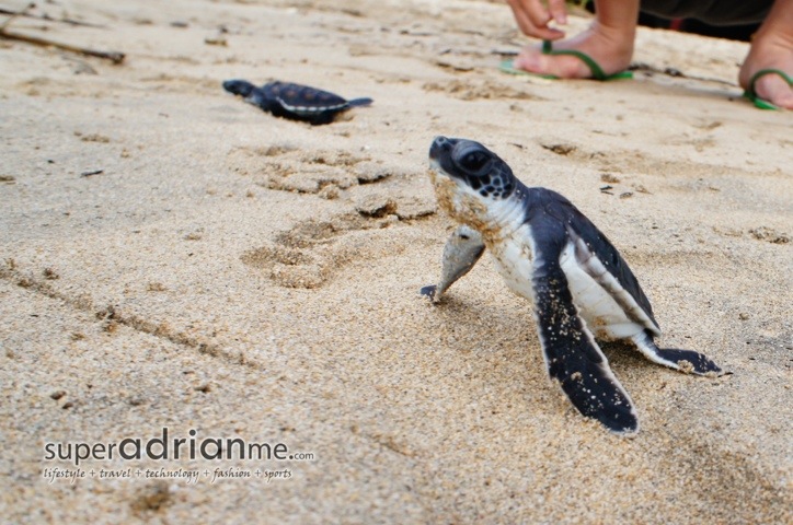 Baby turtle returning to sea - intercontinental bal