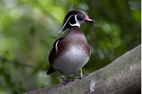 Carolina Wood Duck (Credit Jimmy Chan)