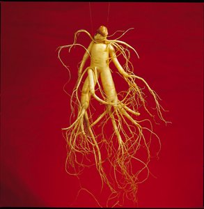 Ginseng Root