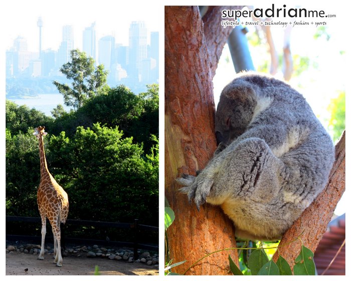 Sydney Taronga Zoo