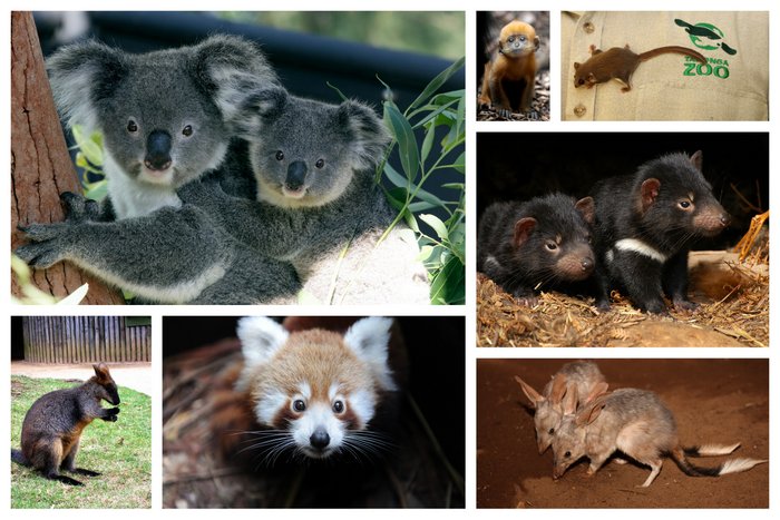 Native Australian Animals at the Taronga Zoo, Sydney Native Australian Animals at the Taronga Zoo, Sydney