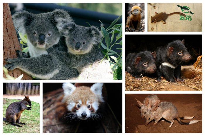 Native Australian Animals at the Taronga Zoo, Sydney