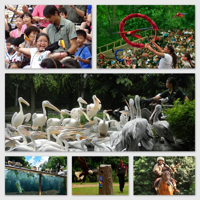 Jurong Bird Park 30th Anniversary Photo Competition
