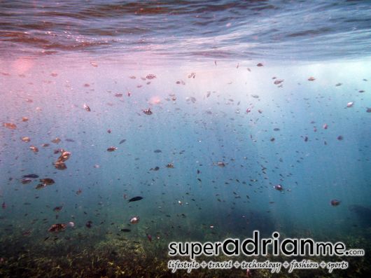 Perhentian Islands snorkel