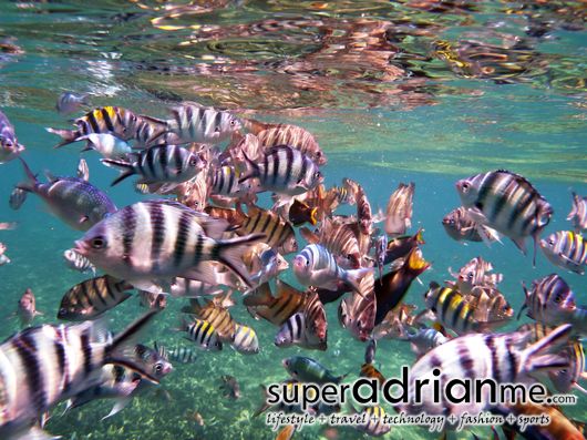 Perhentian-Islands-snorkel-18_1