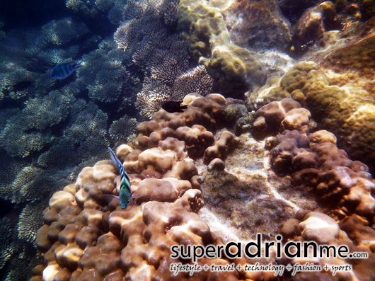Perhentian Islands snorkel 5_1