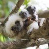 Singapore Zoo - Cotton top tamarins