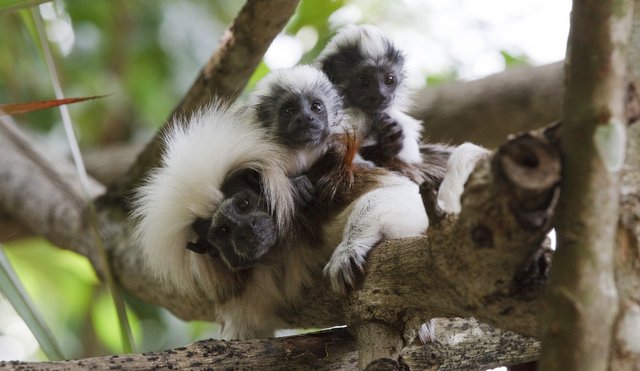 Singapore Zoo - Cotton top tamarins