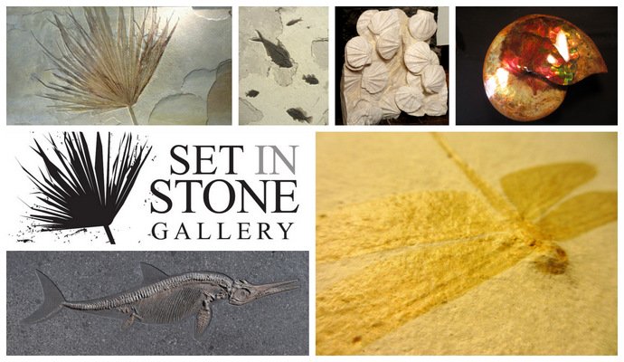 Set in Stone Gallery - Asia's Premier Fossil Exhibition