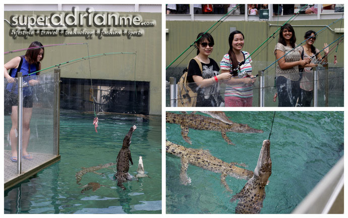 Fishing for juvenile crocodiles