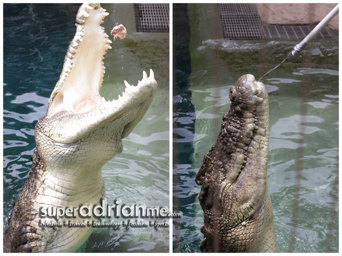 Keeper feeding the big crocodiles