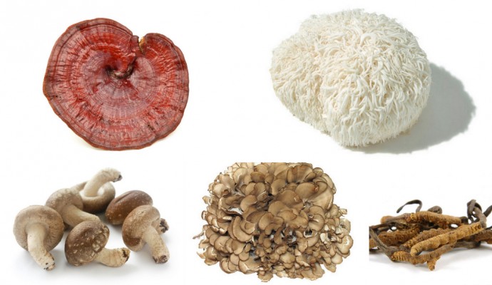 Brands MycoProtec Mushrooms