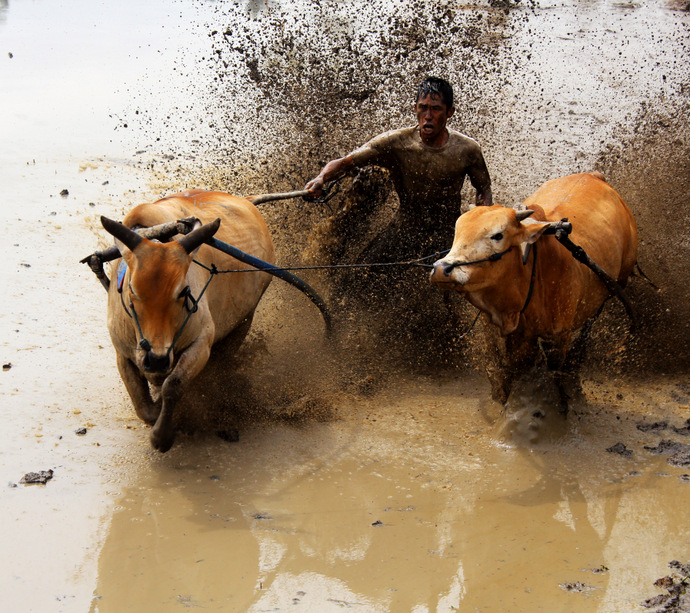 EOS Young Photographer Award 2013 Results - Paju Jawi From Ranah Minang by Geovani Orlando, Indonesia