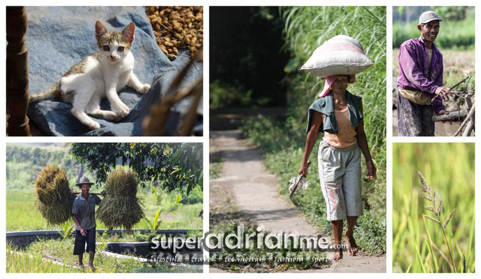 Villagers at the padi field 