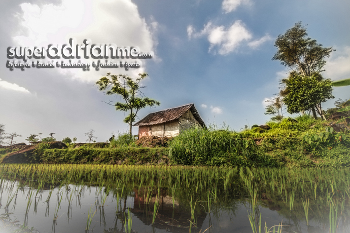 Rice padi fields around Kaliandra Eco Reosrt