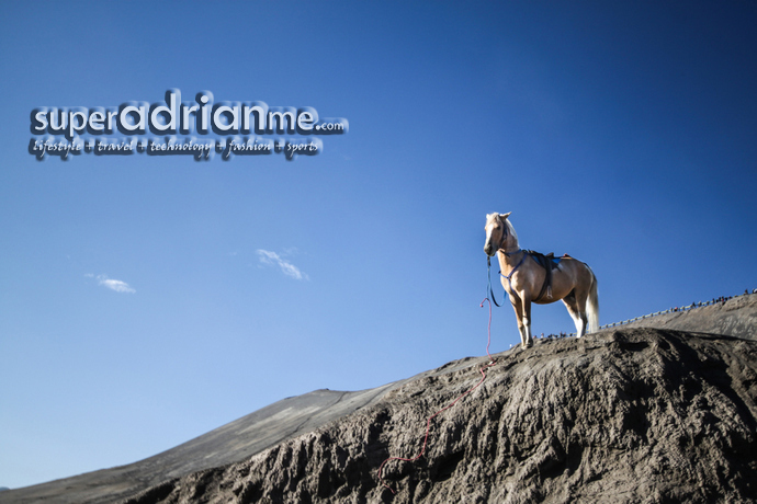 Mount Bromo Horse