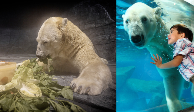 Inuka The Polar Bear at Singapore Zoo | SUPERADRIANME.com Inuka The Polar Bear at Singapore Zoo