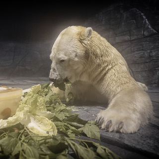 Inuka - Singapore Zoo | SUPERADRIANME.com Inuka - Singapore Zoo