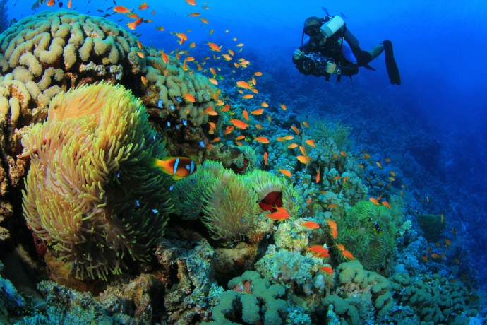 Diving - Underwater photography