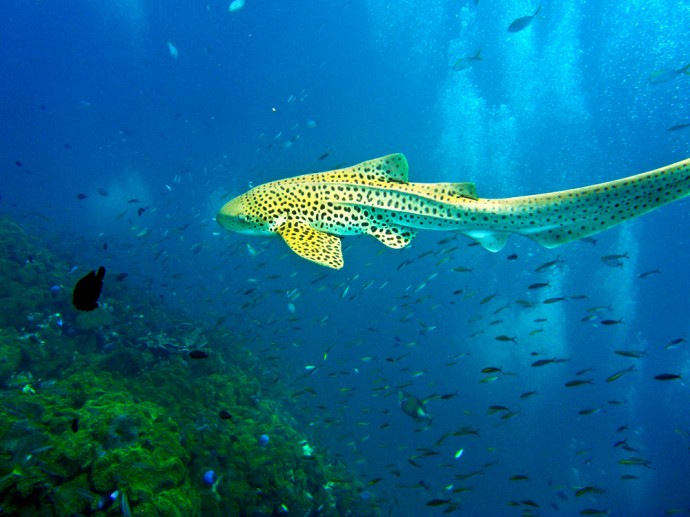 Leopard shark swimming in blue water of Andaman Sea around Phi Phi islands, Thailand 