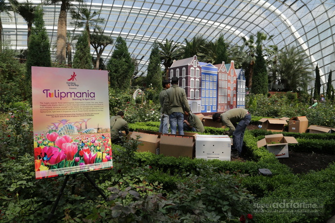 Tulipmania 2014 returns to Gardens by the Bay