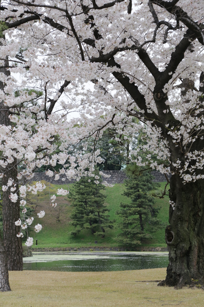 Cherry Blossoms - Imperial Palace - 2 April 2014