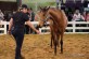 Photos taken at the Ekka Royal Queensland Show in 2013 held in Brisbane, Australia.