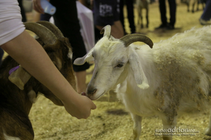 Feeding at the Ekka Royal Queensland Show in Brisbane