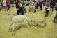 Photos taken at the Ekka Royal Queensland Show in 2013 held in Brisbane, Australia.