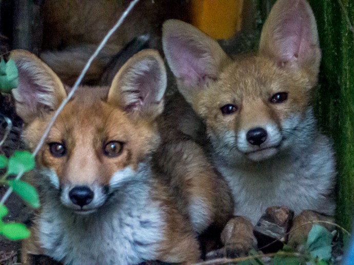 Foxes at The Little Prince Park