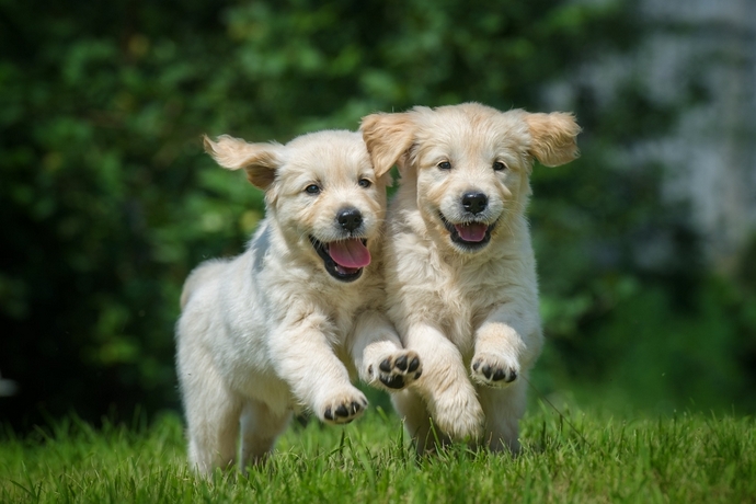 shutterstock_two dogs | SUPERADRIANME.com Shutterstock Image - Double Bonus