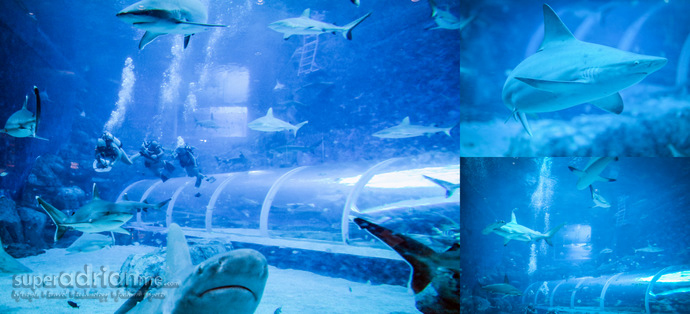 S.E.A. Aquarium Wonders: Sharks with Cristina Zenato