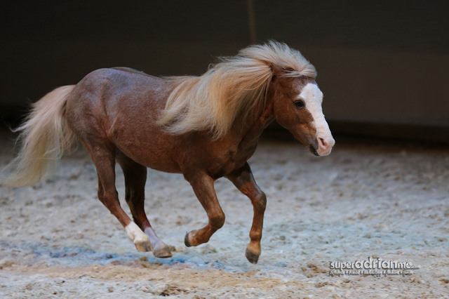 Troubadour, the 14 year old miniature stallion in Cavalia.