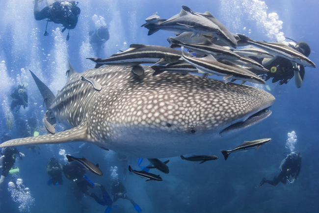 Whale Shark