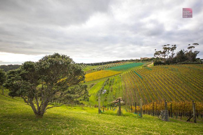 Cable Bay Vineyards in Waiheke Island, New Zealand