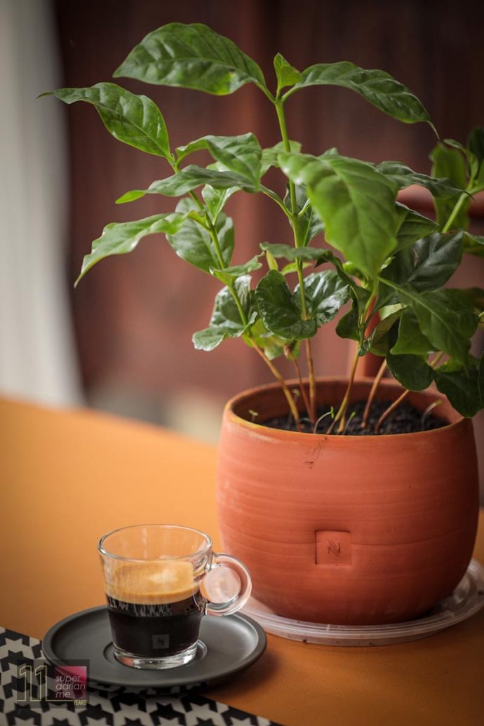 Nespresso Reviving Origins and Arabica Plant