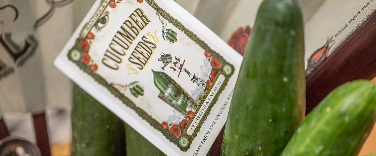 World Cucumber Day - Cucumber Seeds