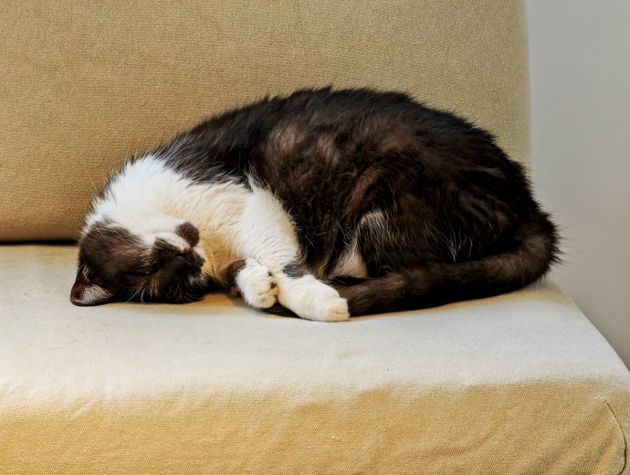 Cat Sleeping | SUPERADRIANME.com Cat Sleeping